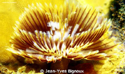 Mauritius Tube worm at 14metres Mauritius Underwater Phot... by Jean-Yves Bignoux 